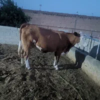گاو