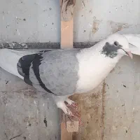 پشت سبز شهری|پرنده|شیراز, تندگویان|دیوار