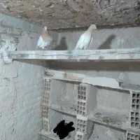 یک جفت کبوتر کله زرد|پرنده|اهر, |دیوار