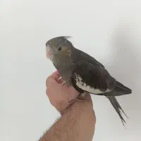 عروس هلندی سوپر رام