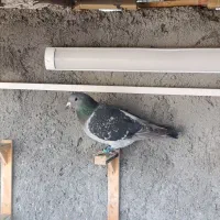 کفتر کرمونی و کفتر صید قلدر|پرنده|مشهد, کشاورز|دیوار