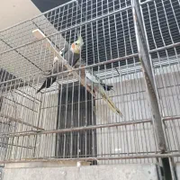 فروش همه نوع طوطی|پرنده|چمران, |دیوار