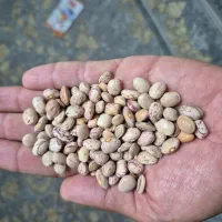 لوبیا چیتی
