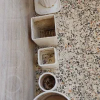 تعدادی گلدان|گل و گیاه طبیعی|شیراز, تحویلی|دیوار