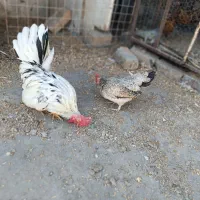 یک جفت مرغ و خروس جاپنیز زیبا و ریز جثه|پرنده|تهران, شهرک استقلال|دیوار