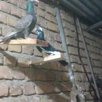 یه جفت المانی