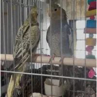 یک جفت عروس هلندی