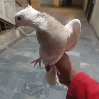 کبوتر طوقی|پرنده|سمنان, |دیوار