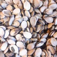 تخمه هندوانه