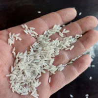 برنج کشت دو طارم هاشمی و بینام مستقیم از کشاورز