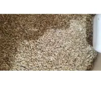حدود ۶ تون گندم دیم بفروش میرسد