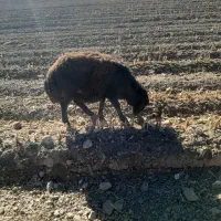 بره قوچ|حیوانات مزرعه|داران, |دیوار