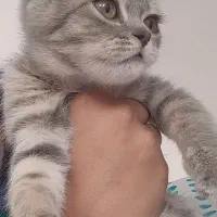 اسکاتیش بلو گلد