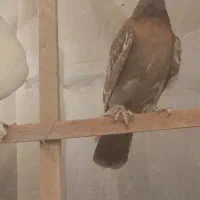 دوتاجوجه کاکلی پاچکمه