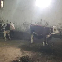 2عدد گوساله سیمیتال