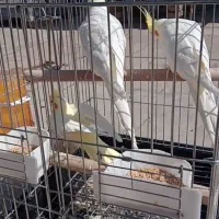 عروس هلندی|پرنده|محمدشهر, محمدشهر|دیوار