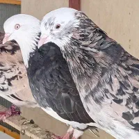 شازده سیاه