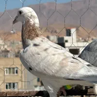 صده مشکی با هفرنگ