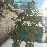 بنجامین سبز و لیمویی