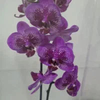 گل ارکیده چیتی