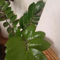 زاموفیلیا و دیفین|گل و گیاه طبیعی|قم, شاه ابراهیم|دیوار