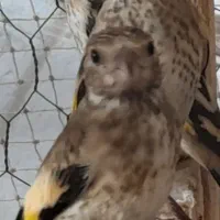 جوجه سهره