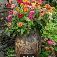 خدمات باغبانی و کشاورزی