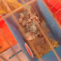 یک جفت مرغ عشق خوشگل قشنگ|پرنده|شیراز, کرونی(خاتونک)|دیوار