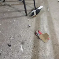 کفتر ساده و خال