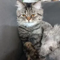 گربه چینچیلا 8 ماه دار
