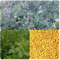بذر یونجه