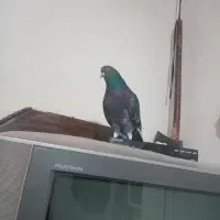 کبوتر|حیوانات|نهاوند, |دیوار