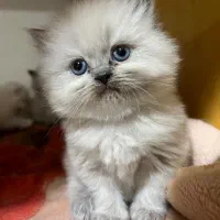 فروش گربه اصیل