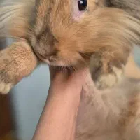 خرگوش لوپ اصیل|موش و خرگوش|دزفول, |دیوار