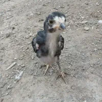 ساعت جوجه ای|ساعت|زابل, |دیوار