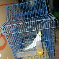 طوطی|پرنده|شهرکرد, |دیوار