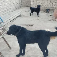 سگ قدرجونی|سگ|کرمان, |دیوار