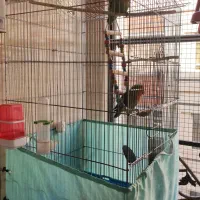 طوطی برزیلی|پرنده|ری, ملک‌آباد|دیوار