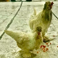 مرغ و خروس