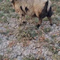 گوسفند|حیوانات مزرعه|شوشتر, |دیوار