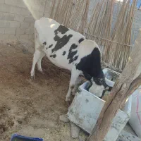 گاوفروشی جوان