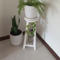 گل آپارتمانی سرحال سرخس و سانسوریا و همراه پایه