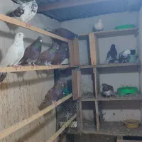 کبوتر یک جا