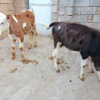 گاو دو عدد گوساله سیمینتال نر گاو گوساله