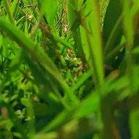 بز و بزغاله|حیوانات مزرعه|مریوان, |دیوار