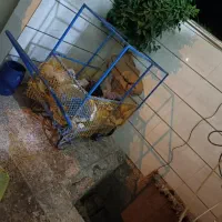 گاری دوطبقه نو