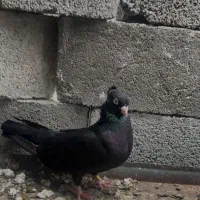 سیا گم کردم مادست