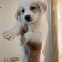 سگ پامر اشپیتز