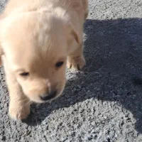 واگذاریه سگ