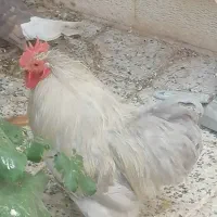 مرغ خروس کوشین
